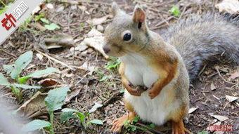网红小松鼠英语怎么说,From Internet Sensation to English Pro: The Journey of the Popular Squirrel
