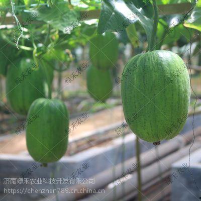 apple吃瓜,一场别开生面的夏日盛宴