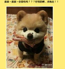 网红狗头像品种,揭秘热门犬种魅力瞬间