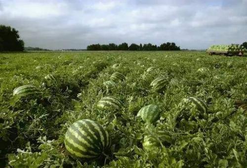 吃瓜感悟,吃瓜群众的智慧与反思