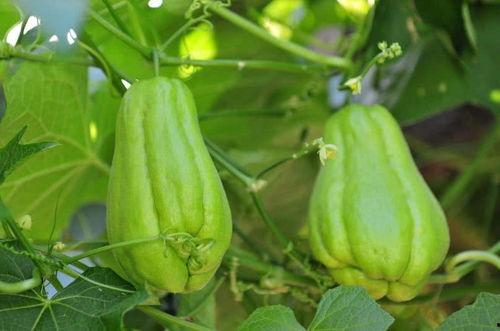 今天吃佛手瓜,探寻绿色健康的餐桌新宠