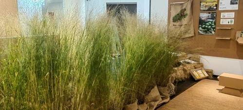 网红草枯萎,揭秘植物界的“网红陨落”之谜