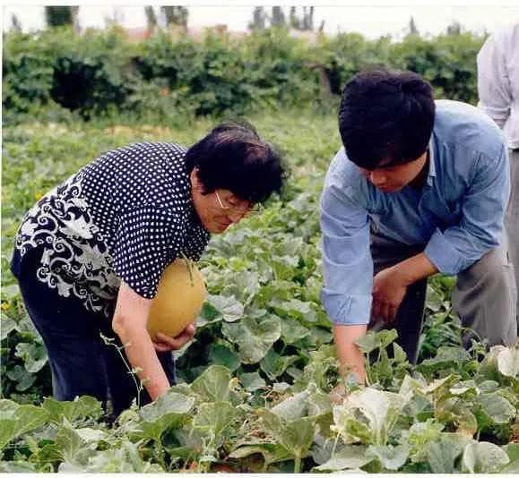 部队家属院吃瓜,部队家属院里的“吃瓜”风云