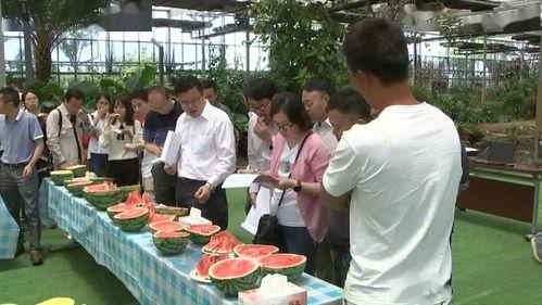 吃瓜群众和专家,吃瓜群众与专家视角下的社会现象深度解析