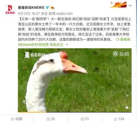 网红大鹅玩具,萌态可掬，风靡全球的治愈系神器