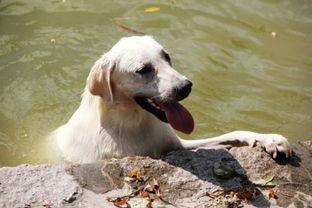 小狗吃哈密瓜行吗,健康与安全的探索之旅
