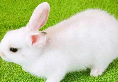 酒泉瓜州老师兔,探寻老师兔的传奇故事与瓜州瓜果的甜蜜奥秘