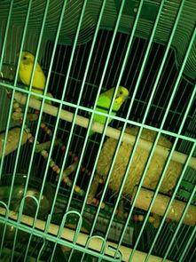 怎么让虎皮鹦鹉吃瓜