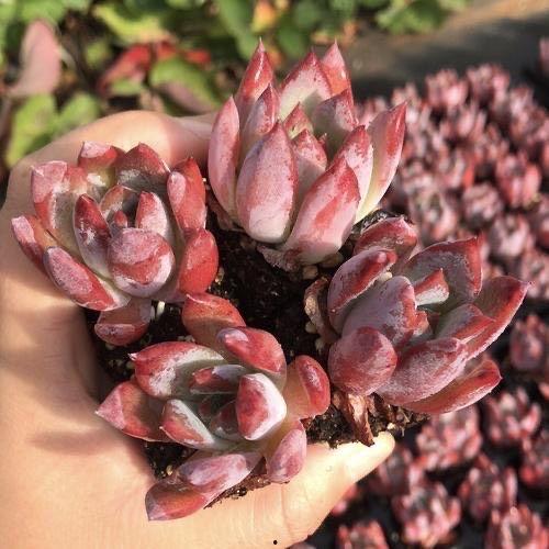 明星也养多肉,绿植生活新风尚