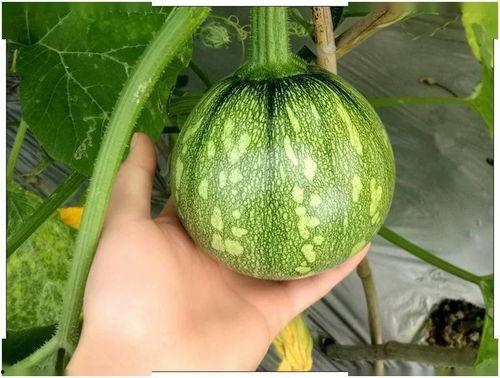 小瓜产后可以吃吗,小瓜，适宜还是禁忌？